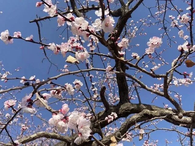 图源：临夏州文化广电和旅游局