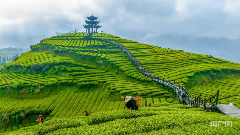 湖北宣恩县伍家台贡茶文化旅游区茶园（央广网发）