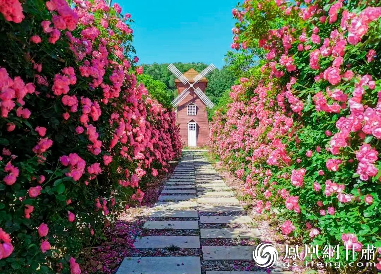 徽县天然画廊繁花盛放，在蓝天映衬下愈发明艳动人。徽县文体广电和旅游局供图