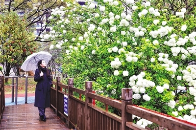 南昌渔舟湾湿地公园绣球花缀满枝头