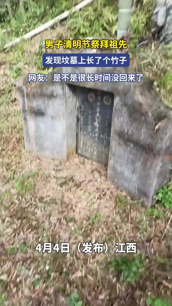 男子清明祭祖发现坟墓上长了竹子