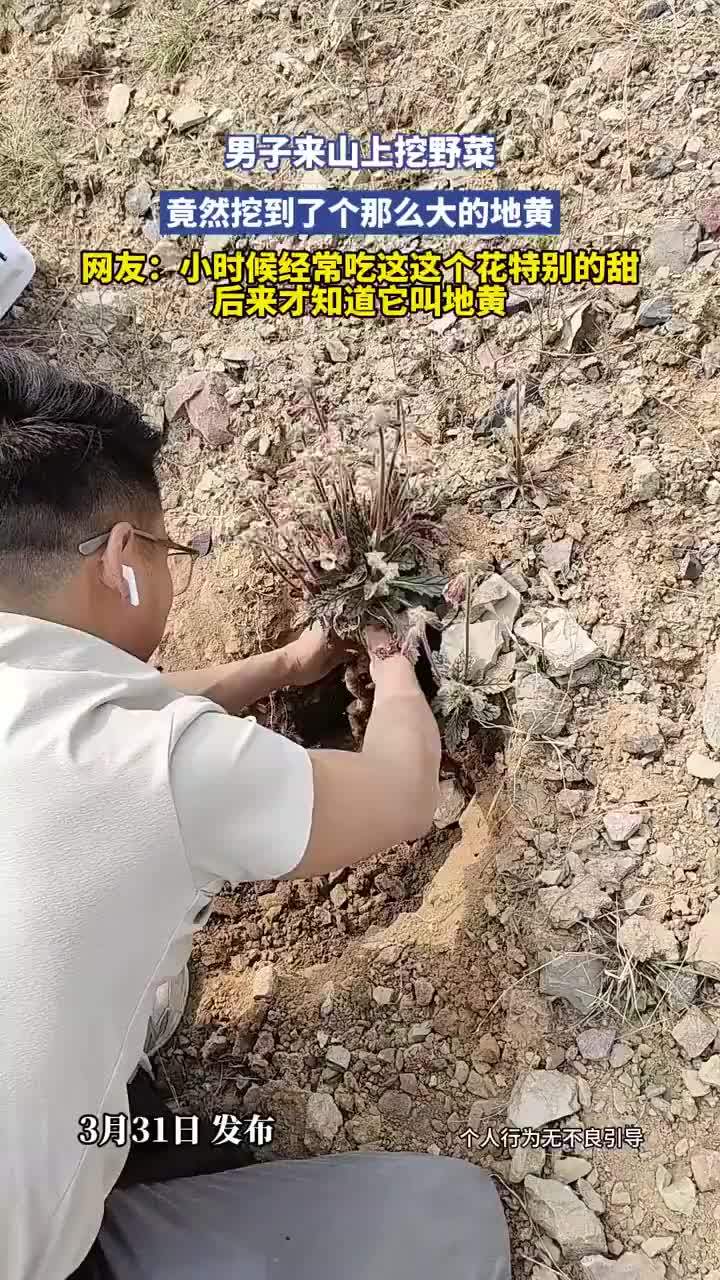 男子山上挖野菜挖到个超大地黄