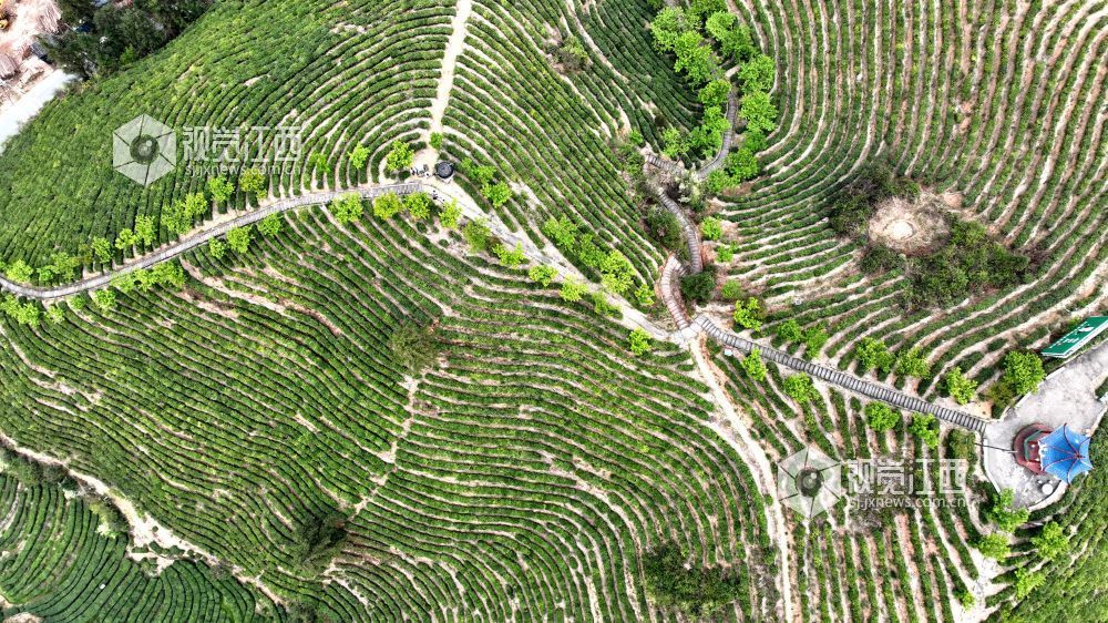 2026年4月2日,航拍视角下的江西省吉安市遂川县汤湖镇生态茶园如大地镌刻的指纹,层层叠叠的茶树沿丘陵山势蜿蜒铺展,大地在山峦间晕开绝美金波,与青山、步道、亭台相映成趣,铺展出一幅茶乡振兴的生态画卷。
