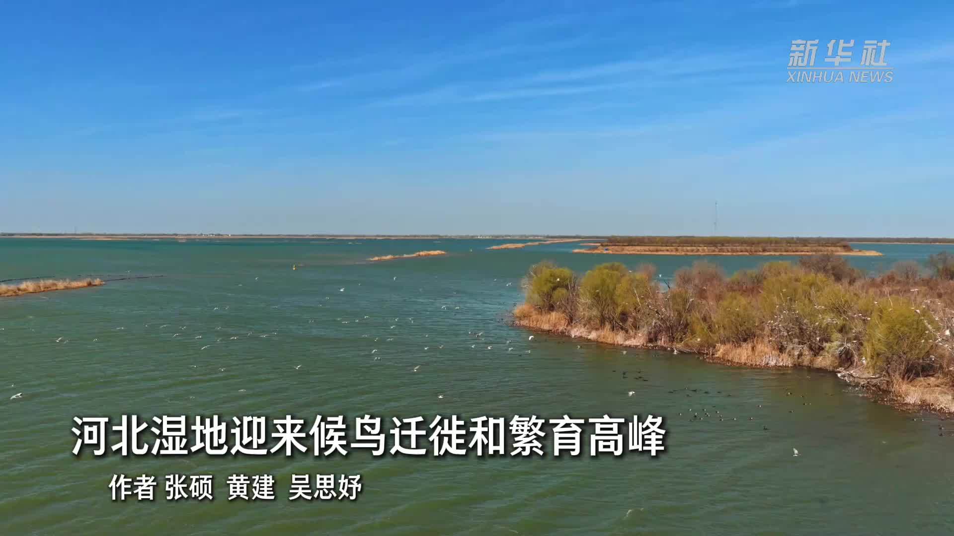 河北湿地迎来候鸟迁徙和繁育高峰