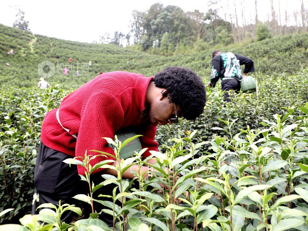 江西分宜:留学生采摘春茶(图)