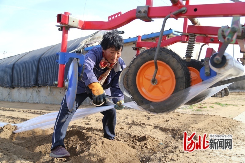 图为农民在地头修整覆膜。吴海民摄