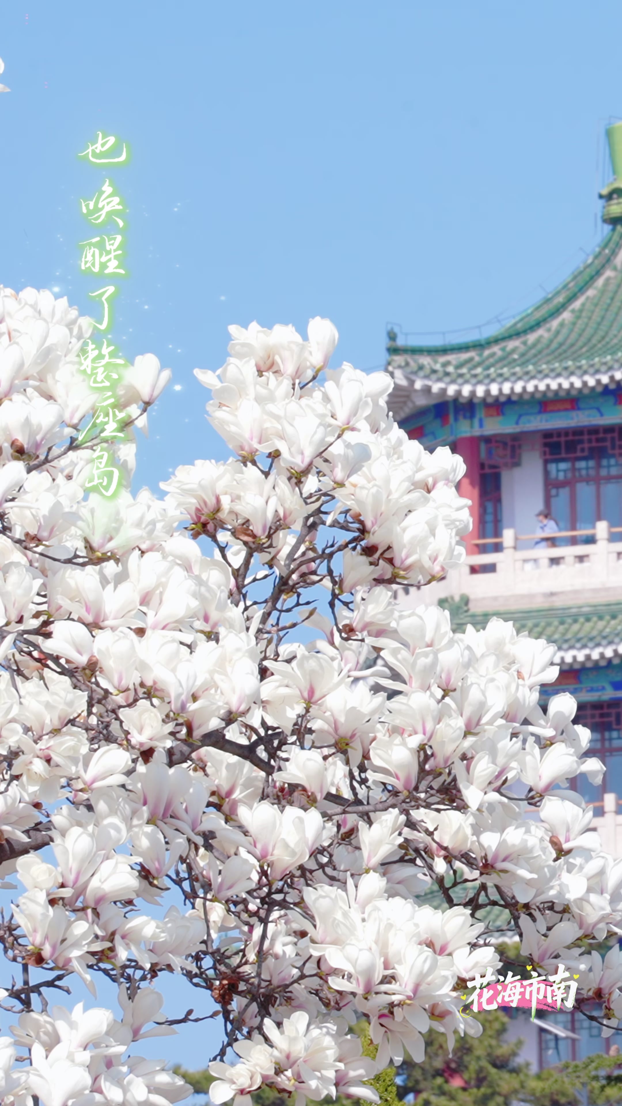 凤凰视频|一株玉兰花的邀约