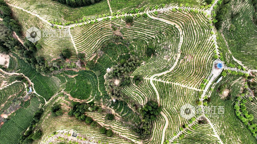 2026年4月2日,航拍视角下的江西省吉安市遂川县汤湖镇生态茶园如大地镌刻的指纹,层层叠叠的茶树沿丘陵山势蜿蜒铺展,大地在山峦间晕开绝美金波,与青山、步道、亭台相映成趣,铺展出一幅茶乡振兴的生态画卷。