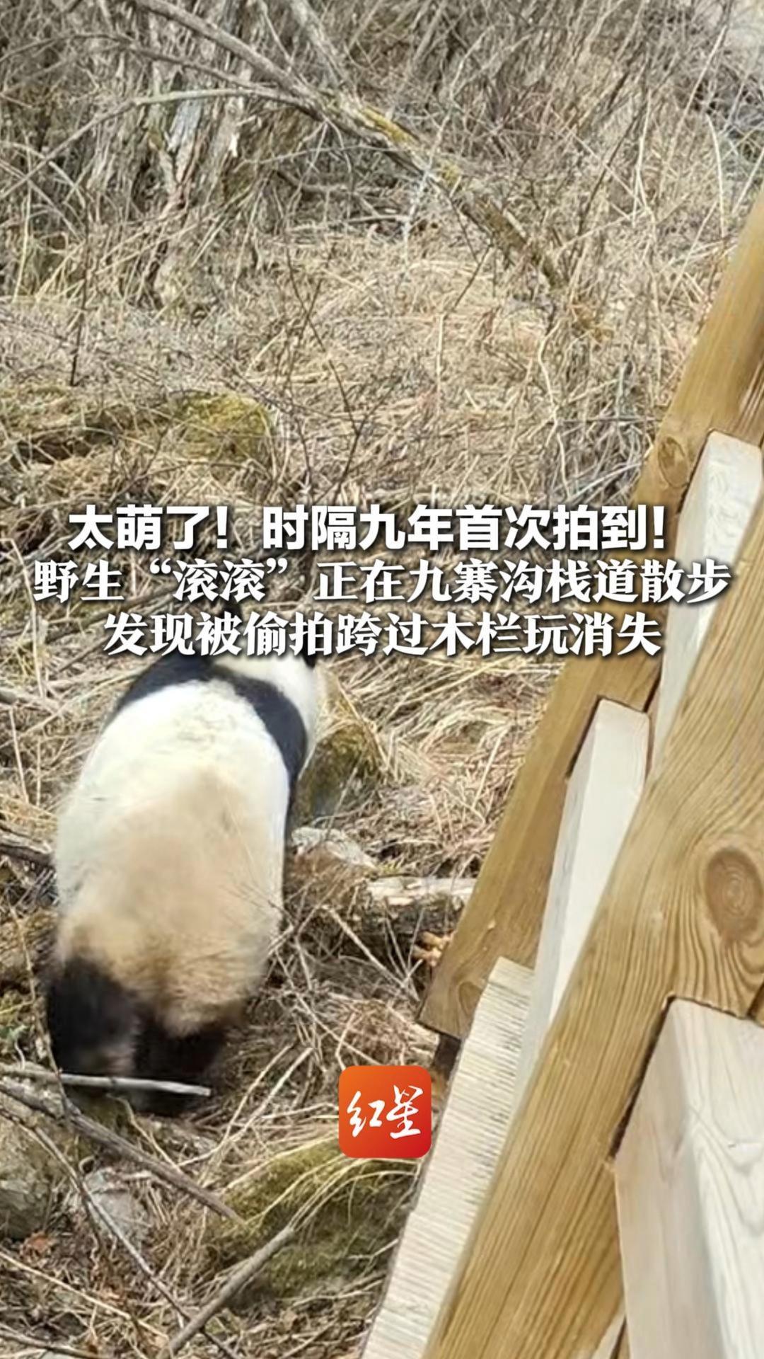 太萌了！时隔九年首次拍到！野生“滚滚”正在九寨沟栈道散步 发现被偷拍跨过木栏玩消失 经专业研判 它两至三岁重约50公斤