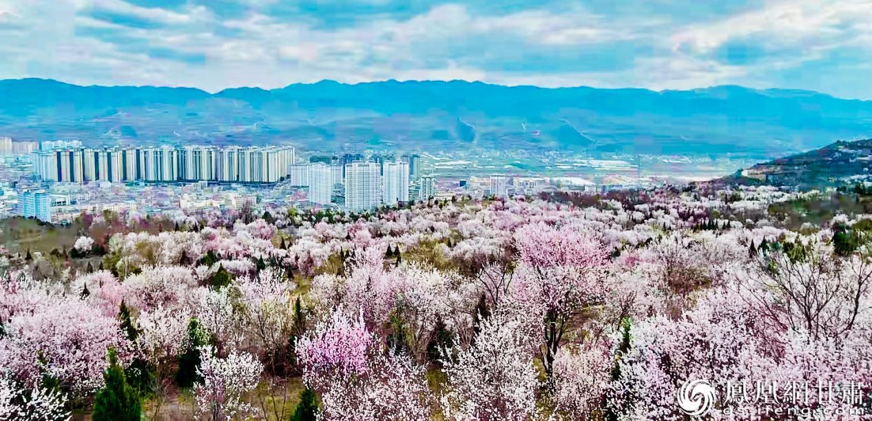 礼县西山万亩桃花、杏花绽放，如梦如幻。赵晨旭　摄