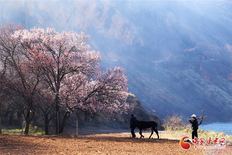 定西岷县田园花开