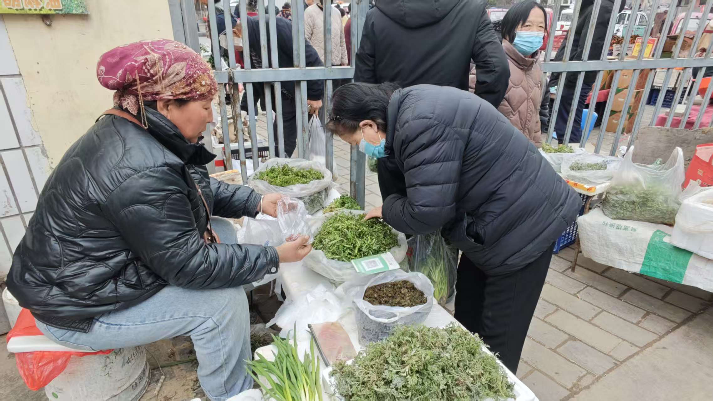 苜蓿、荠菜等新鲜野菜备受青睐
