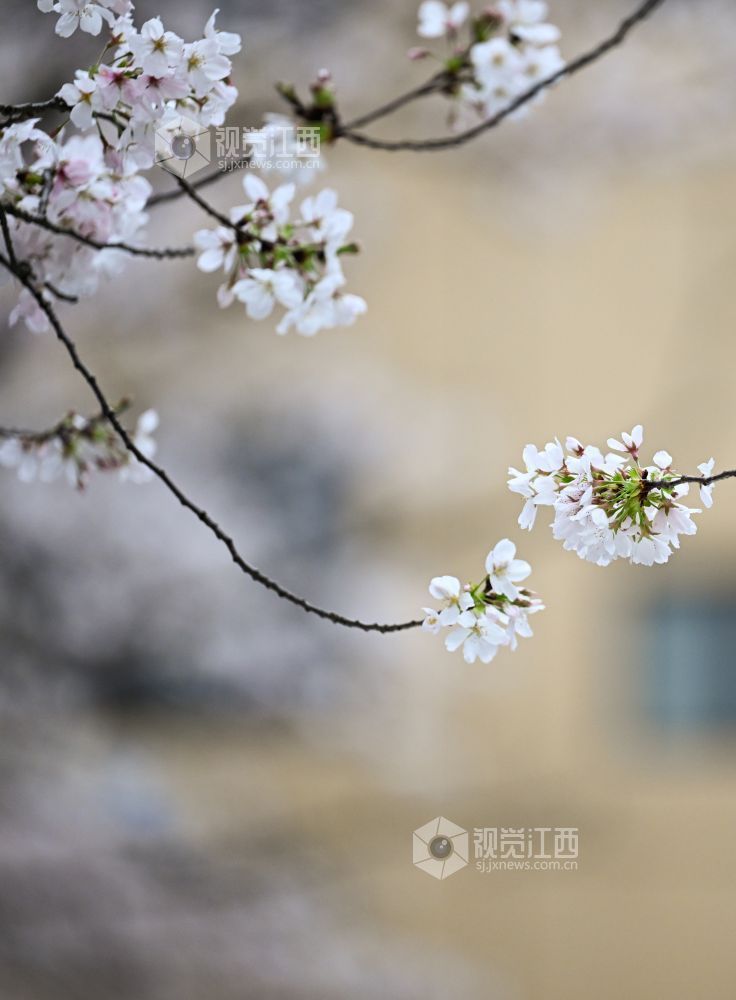 3月30日，江西省林科院千株樱花盛放，粉白花海如云似雪。市民游客漫步花下，打卡春日美景，在樱花雨中尽享南昌春日浪漫。