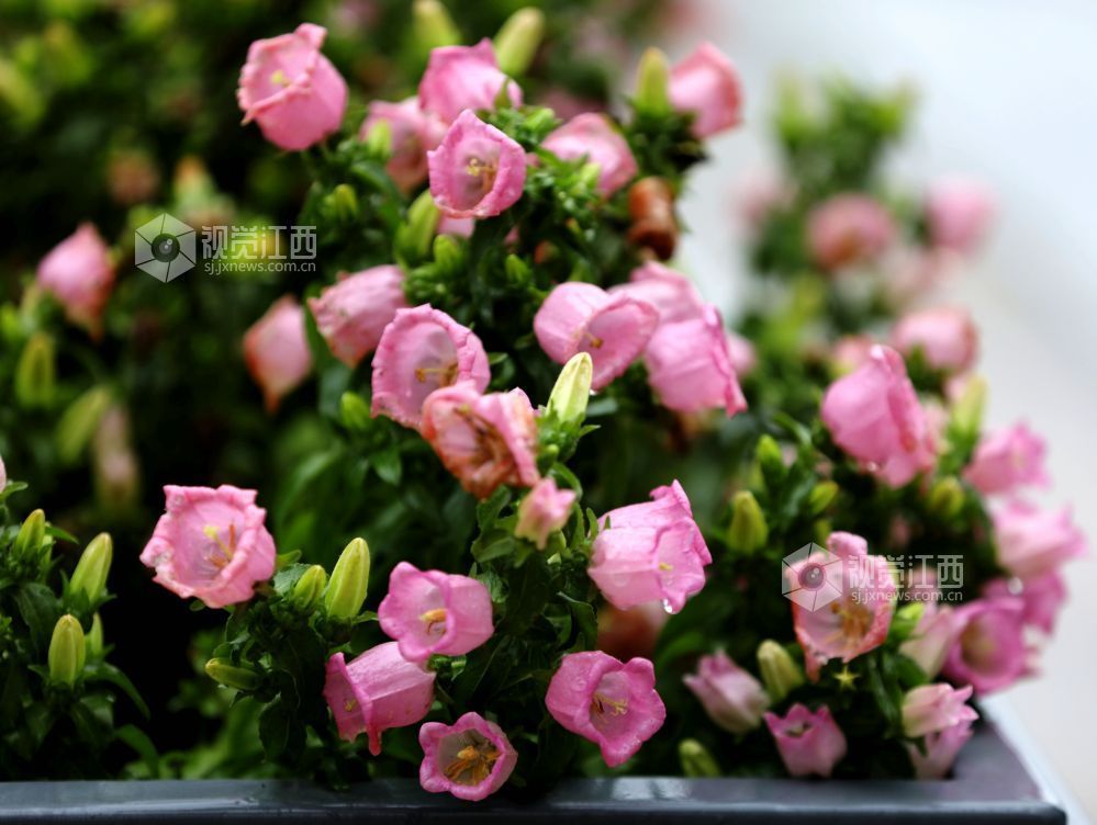 江西分宜：串串风铃映街巷 满城清新入画来（图）