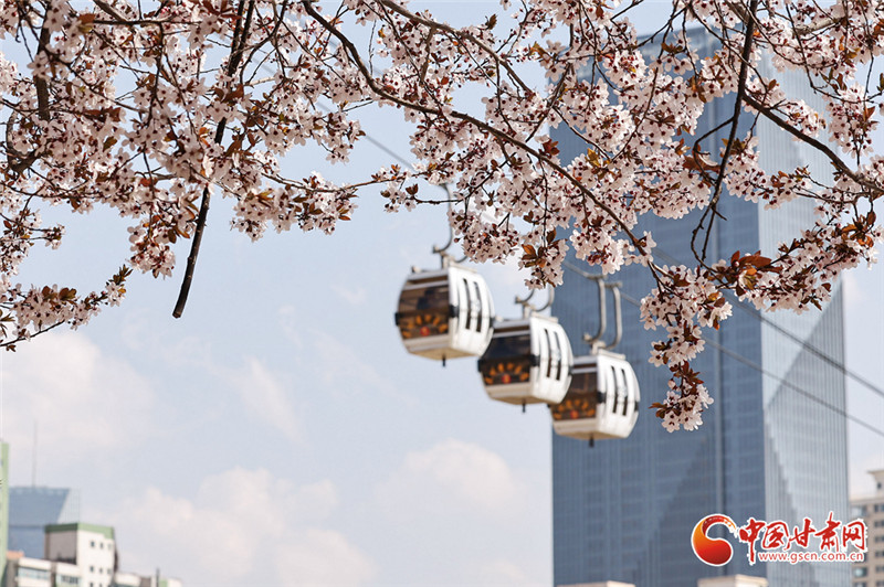兰州市白塔山缆车经过花海