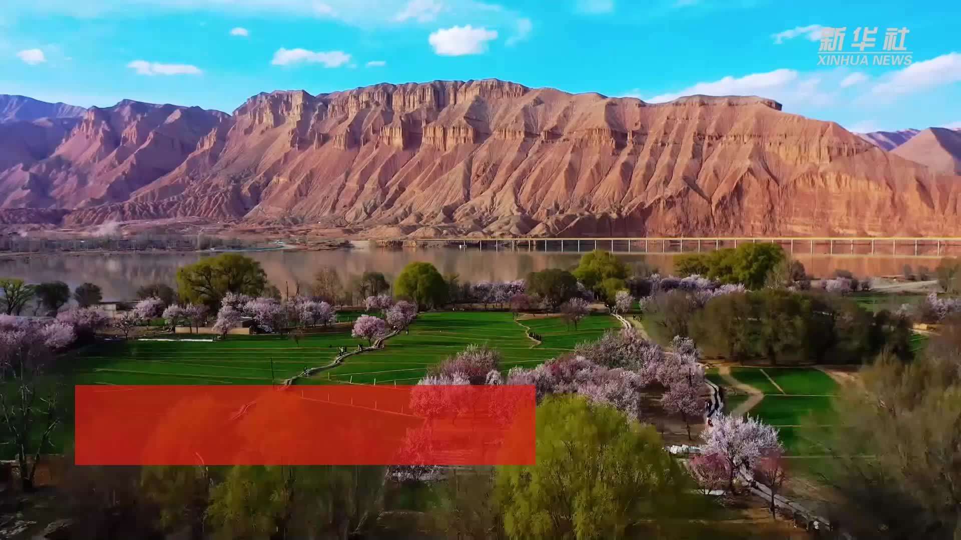 青海循化：春意盎然 杏花如雪