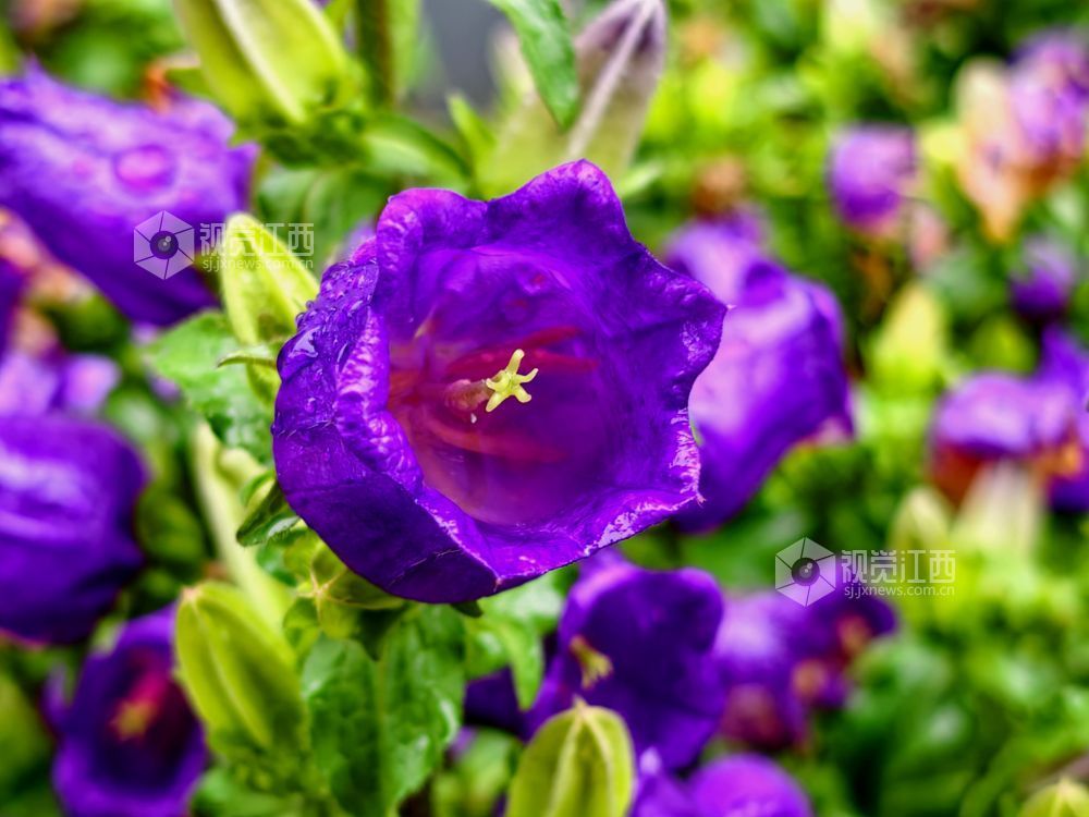 江西分宜：串串风铃映街巷 满城清新入画来（图）