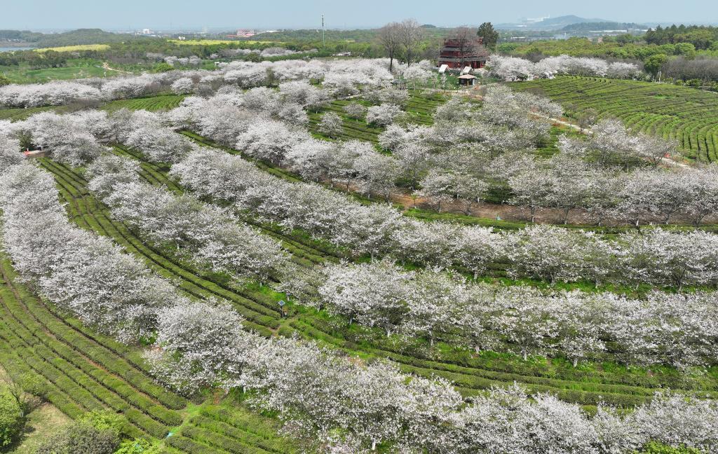 这是江西省南昌县凤凰沟景区樱花谷盛开的樱花（4月1日摄）（无人机照片）。新华社记者 万象 摄