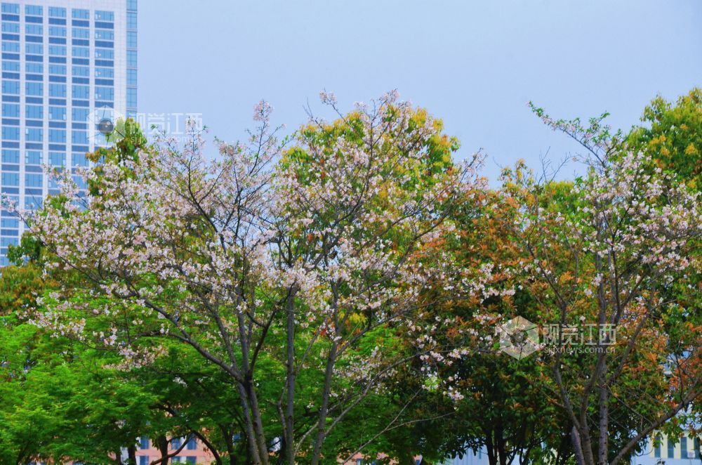 3月30日，江西省永新县沿江路上的新绿枝叶与繁花交相辉映，夹道成景。微风轻拂，花枝摇曳，道路宛如一条绚丽的花廊。