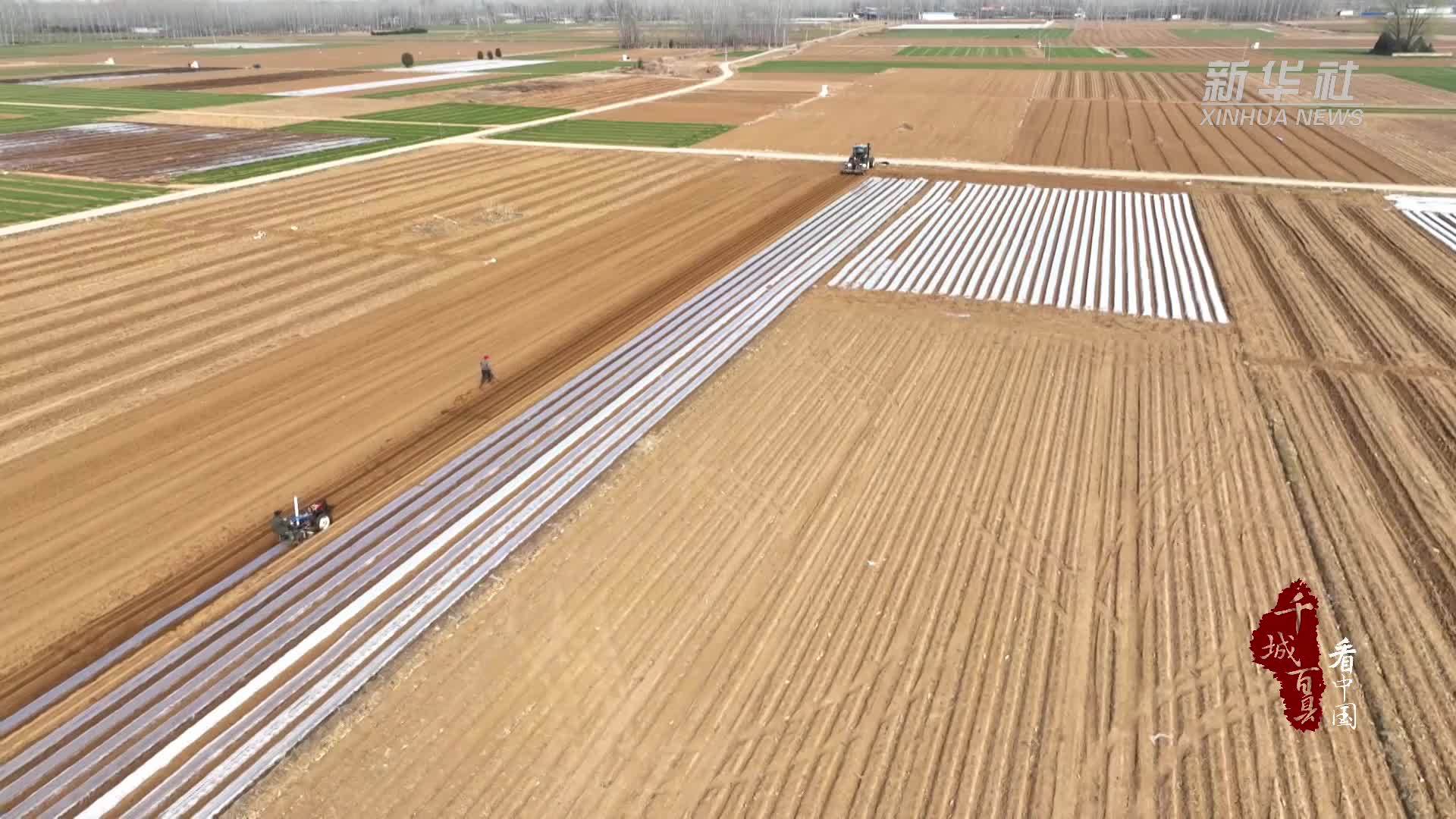 千城百县看中国｜河北涞水：生姜种植田间忙