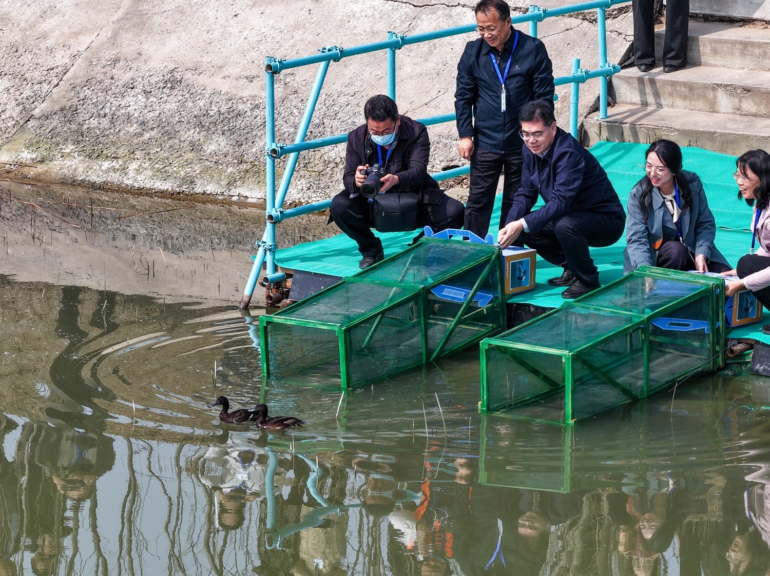 2026年4月2日,工作人员将佩戴好卫星跟踪器的青头潜鸭在衡水湖成功放飞。陈康 摄