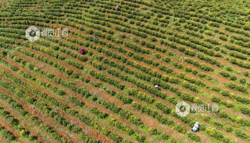 江西分宜：黄茶采摘忙（图）