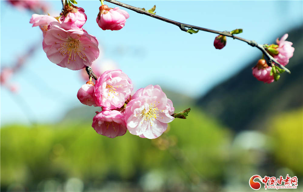 重瓣繁花缀满枝头，粉艳花瓣与嫩蕊相映。