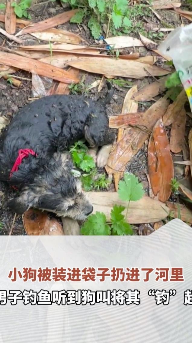 小狗被装进袋子扔进了河里 男子钓鱼听到狗叫将其“钓”起