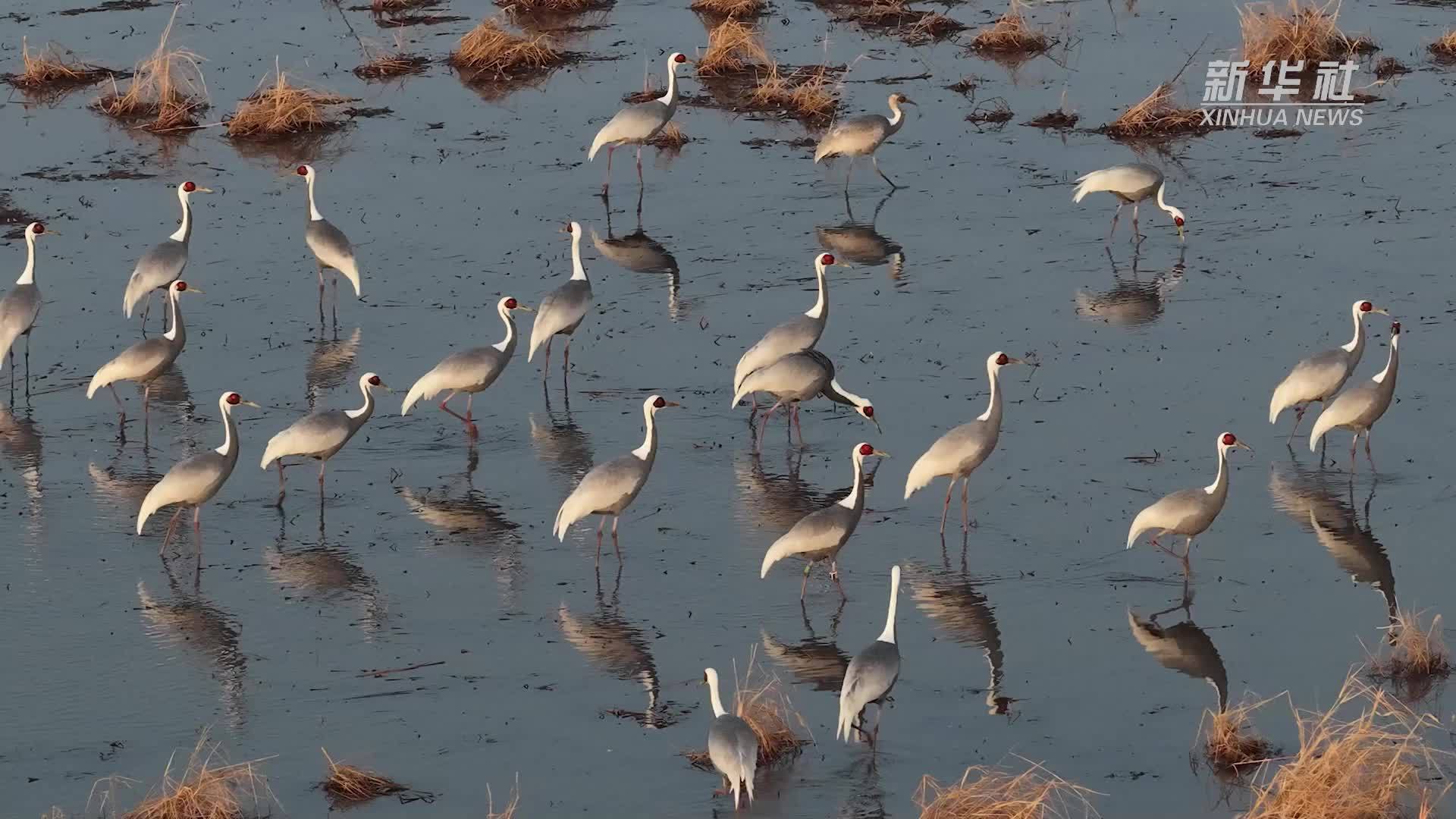千城胜景｜鹤舞湿地生态美