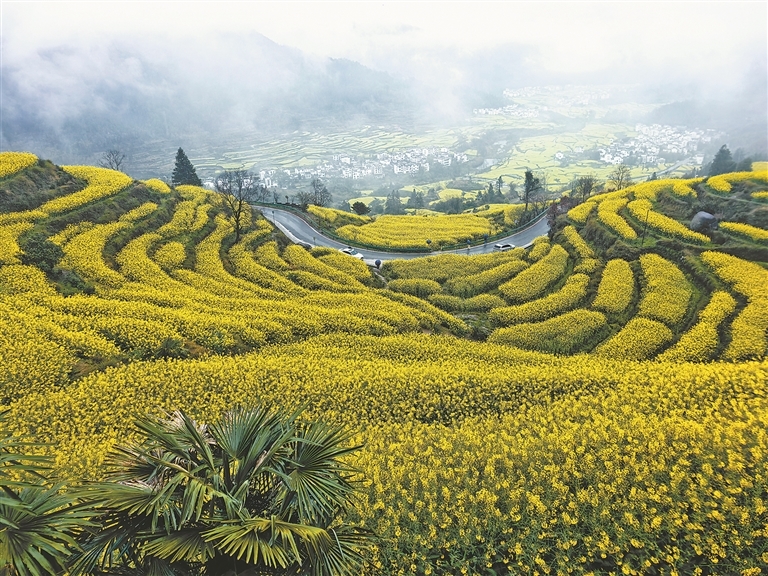 婺源江岭油菜花海。 本报全媒体记者 徐黎明摄