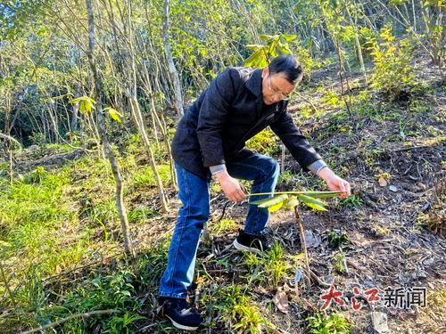 2025年11月,张乐华在回归地测量小溪洞杜鹃的生长量(受访者供图)