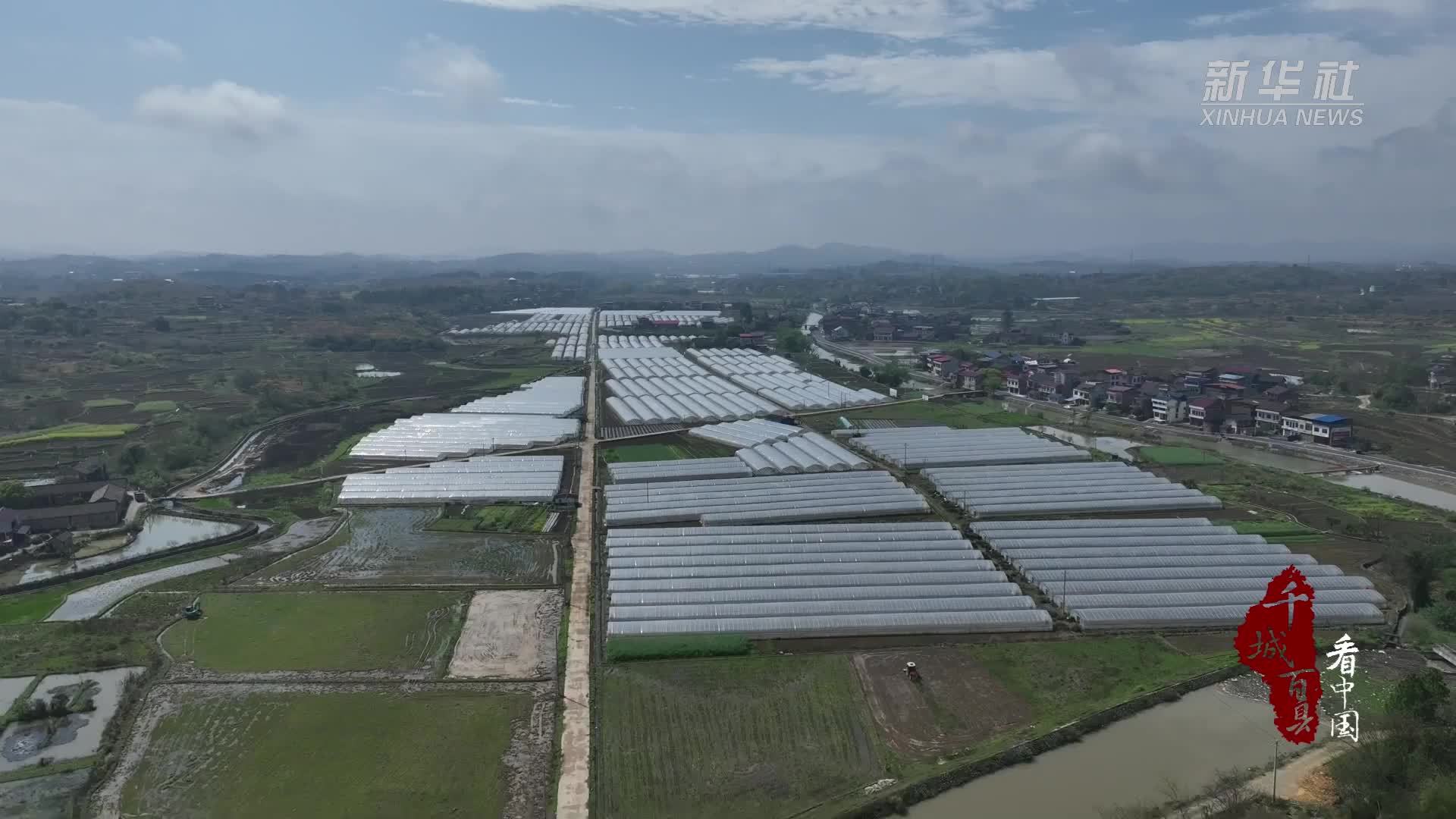 千城百县看中国丨湖南冷水滩：抢抓农时栽辣椒