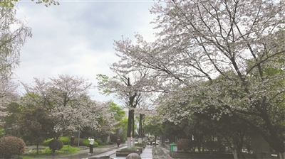 鹰潭：定格春日美好（图）