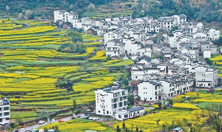 婺源油菜花迎来盛花期（图）