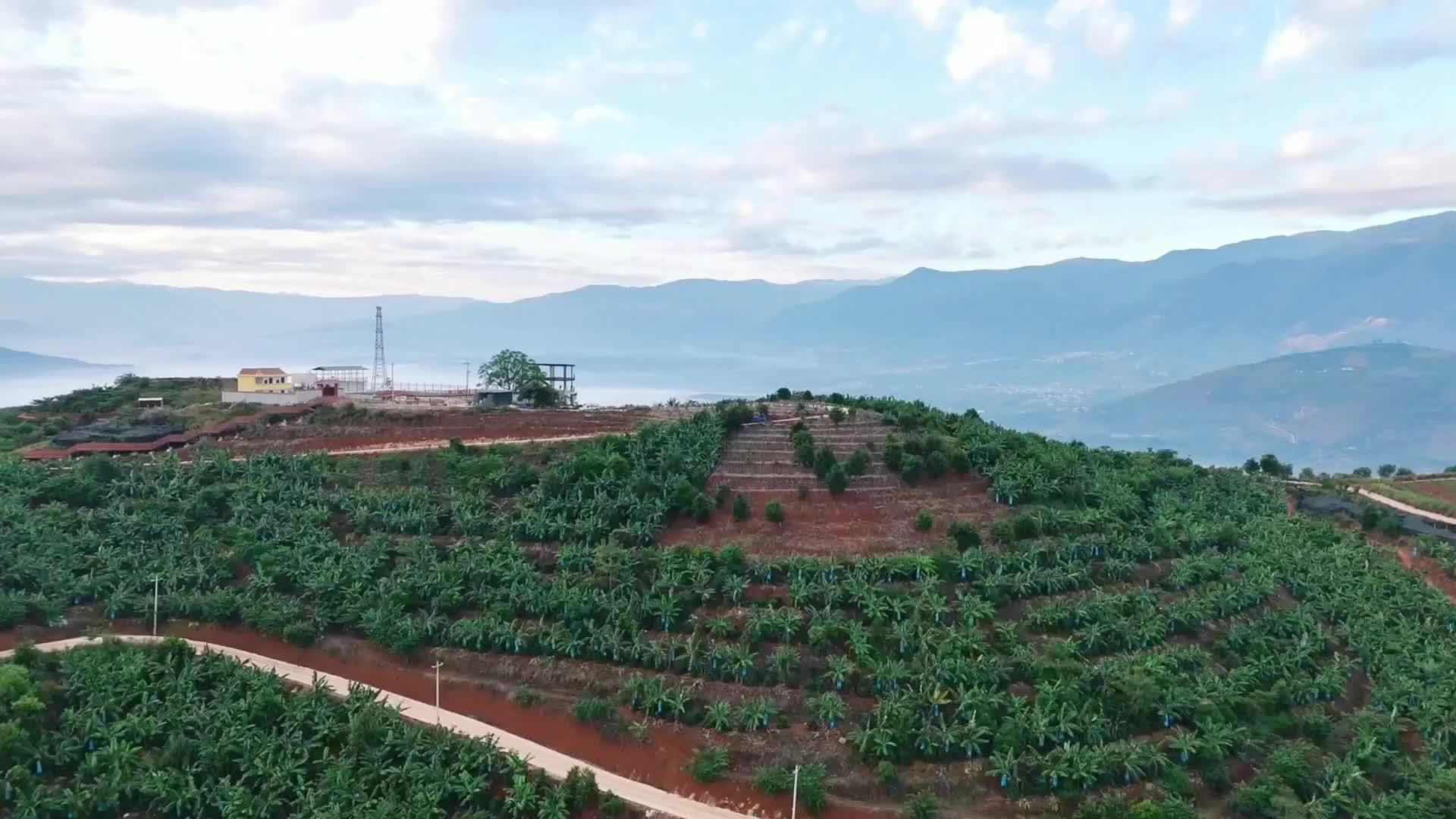 云南保山：数智赋能咖啡种植