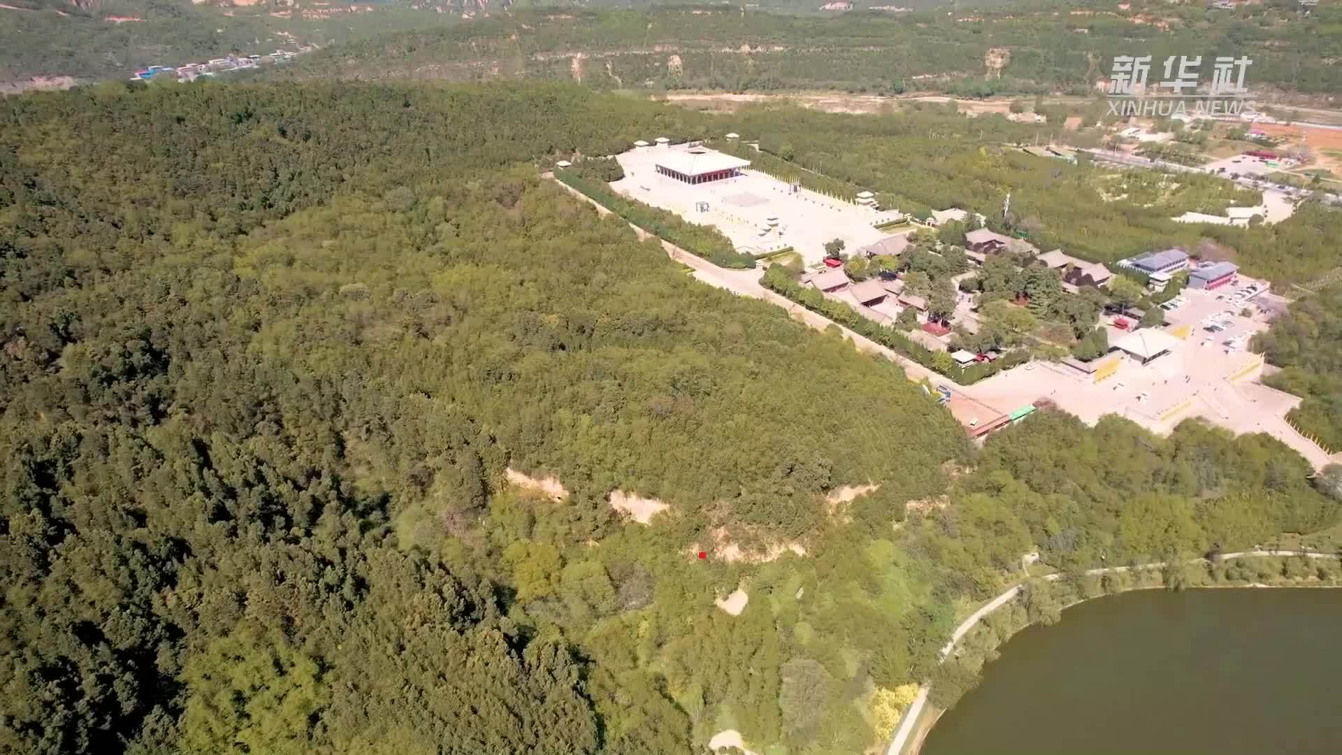 桥山守柏人：八万古柏，千年守护