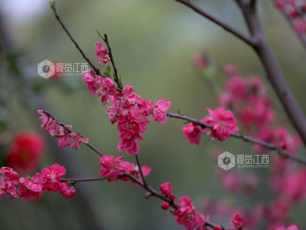 江西分宜：碧桃花开春色美（图）