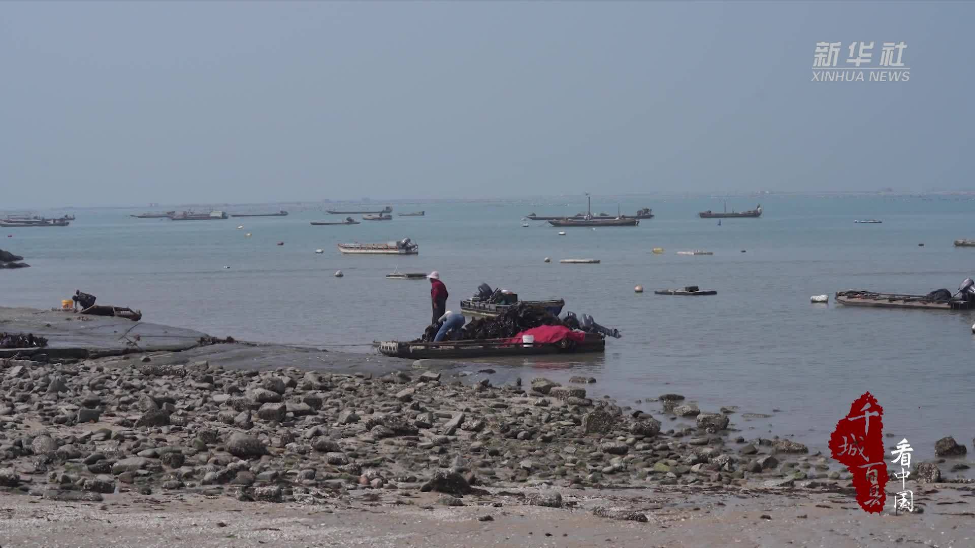 千城百县看中国｜福建晋江：海带丰收季 游客抢购忙