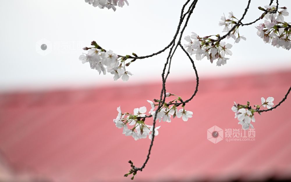 3月30日，江西省林科院千株樱花盛放，粉白花海如云似雪。市民游客漫步花下，打卡春日美景，在樱花雨中尽享南昌春日浪漫。