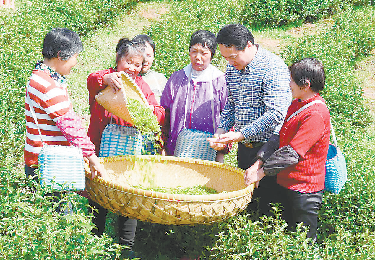 264.65%！抚州茶产业一年产值翻两倍，凭什么？