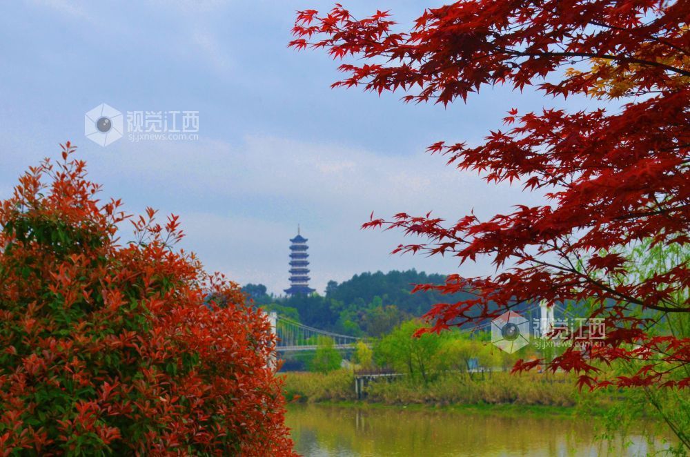 3月30日，江西省永新县沿江路上的新绿枝叶与繁花交相辉映，夹道成景。微风轻拂，花枝摇曳，道路宛如一条绚丽的花廊。
