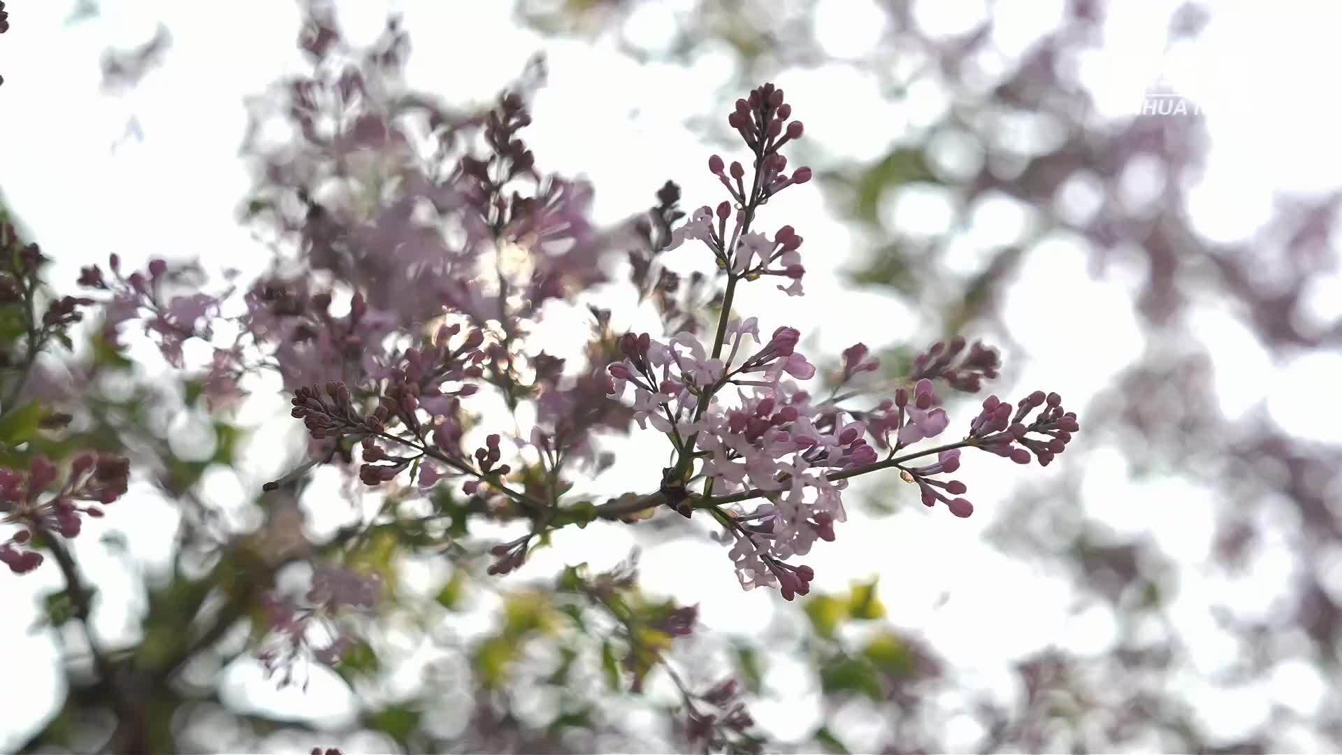 打卡“丁香写诗屋”一次全民参与的“百年丁香诗会”