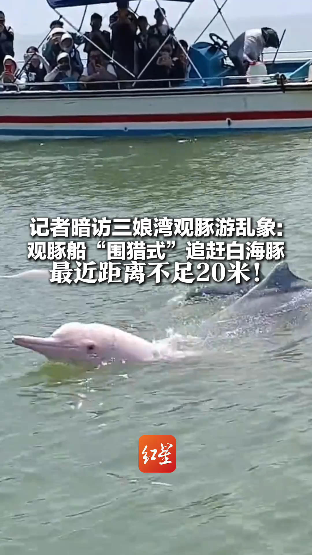 记者暗访三娘湾观豚游乱象：观豚船“围猎式”追赶白海豚 最近距离不足20米！当地通报：实施专项整治行动