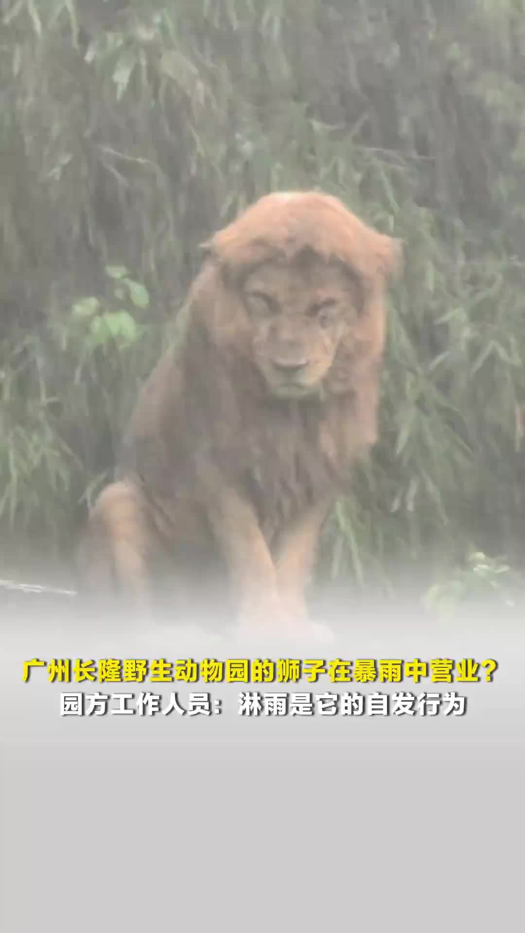 广州长隆野生动物园的狮子在暴雨中营业？园方工作人员：淋雨是它的自发行为