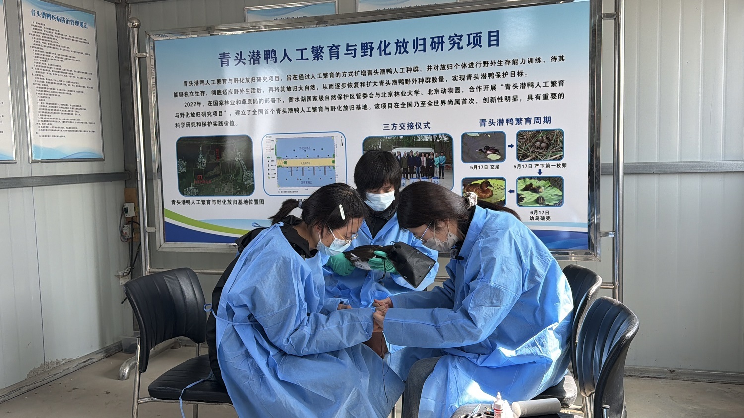 2026年4月2日,工作人员为即将放飞的青头潜鸭佩戴卫星跟踪器。陈康 摄