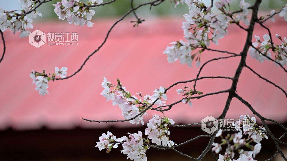 3月30日，江西省林科院千株樱花盛放，粉白花海如云似雪。市民游客漫步花下，打卡春日美景，在樱花雨中尽享南昌春日浪漫。