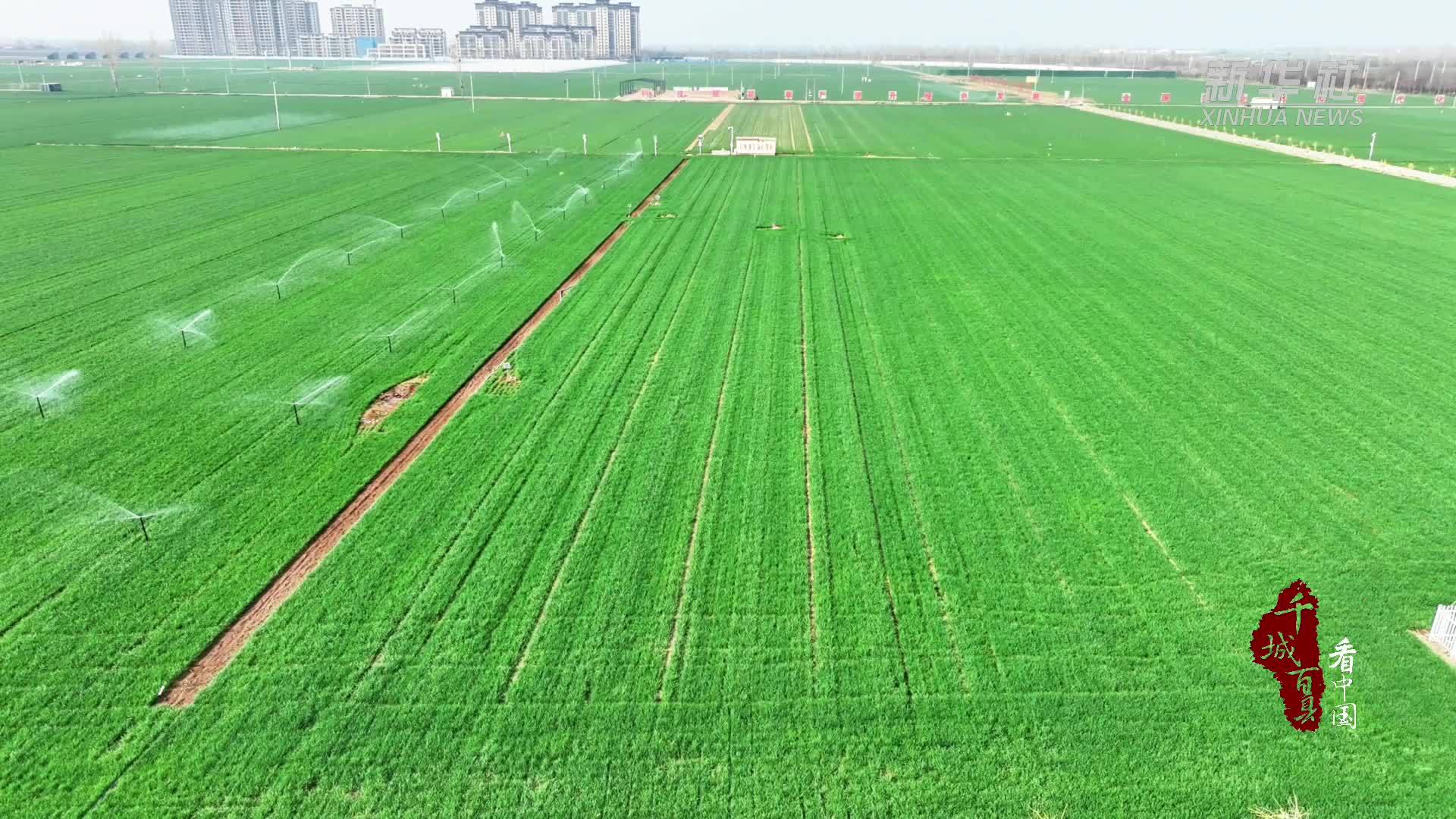 千城百县看中国|河北宁晋：不负春光忙春耕