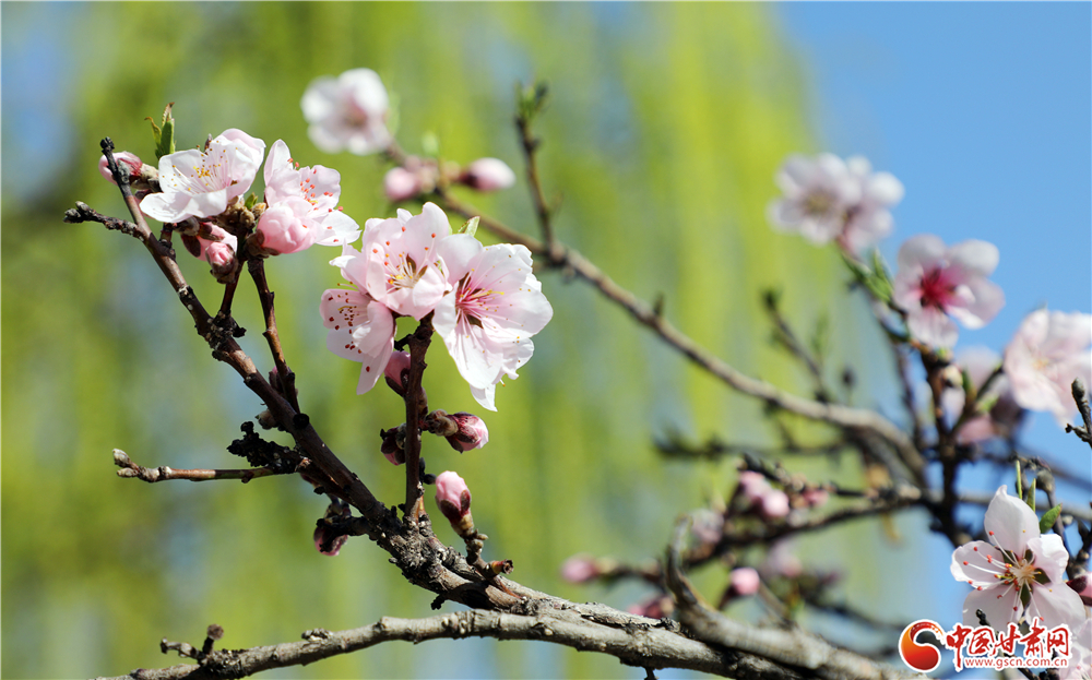 嫩粉桃花绽放枝头，花苞与新蕊相映。