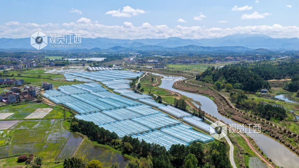 抚州乐安：大棚连片 芦笋飘香（图）