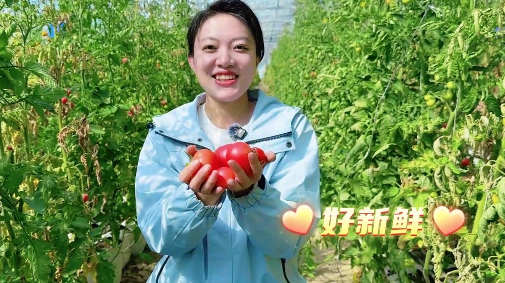 手机一点数据干活大棚藏黑科技　甘肃肃州人“慧”种地